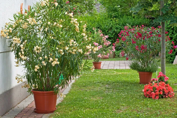 Bald müssen die Töpfe mit Oleander ins Warme. Glykosid Oleandrin nennt sich das Gift, das ihn für Menschen und Tiere gefährlich macht. Mitunter kommt es zu Hautreizungen. Dass er versehentlich verzehrt wird (und damit Herzstillstand riskiert wird), ist unwahrscheinlich - er ist bitter. Bei Verdacht einer Vergiftung berät die Vergiftungsinformationszentrale rund um die Uhr unter Tel. +43 1 406 43 43.