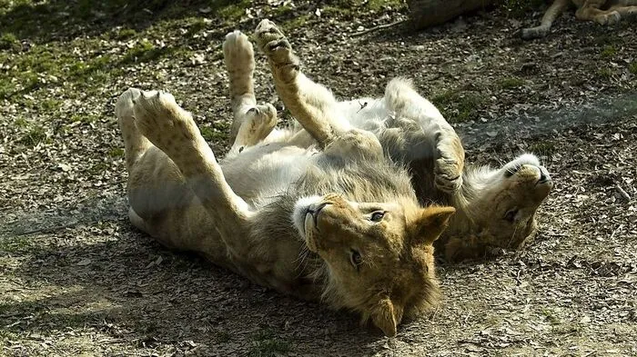 Löwenstark ist nicht nur die neue Quiz-App ... Seit 18. März lädt der Tierpark wieder täglich von 10 bis 16 Uhr zur Frischluftsafari durchalle Kontinente ein.