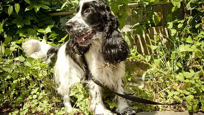 Redaktionshündin Paula verfolgt die Diskussion um die Hundesteuer sehr genau
