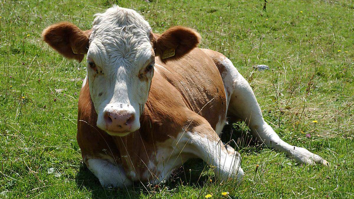 Milchbauern sind mit neuen, strengen Regeln für die Tierhaltung im Biobereich konfrontiert