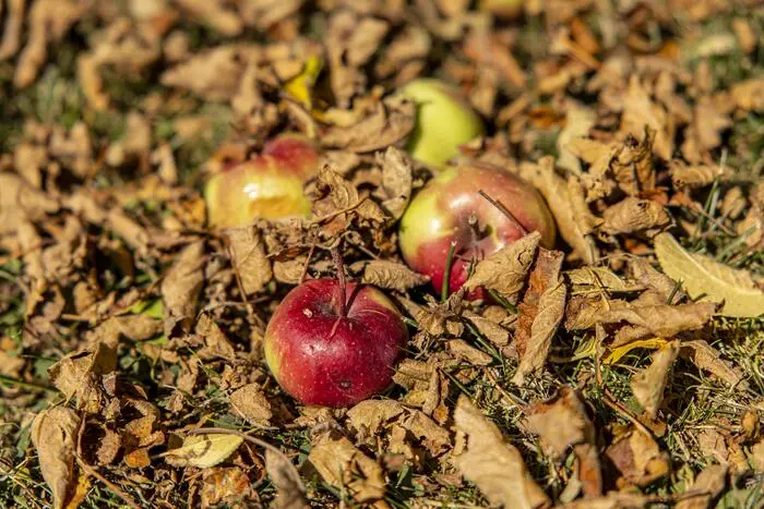 Fallobst: Durch die Hitze fällt ein Teil der Früchte vorzeitig von den Bäumen