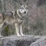 Ein Schadwolf in Osttirol wurde zum Abschuss freigegeben