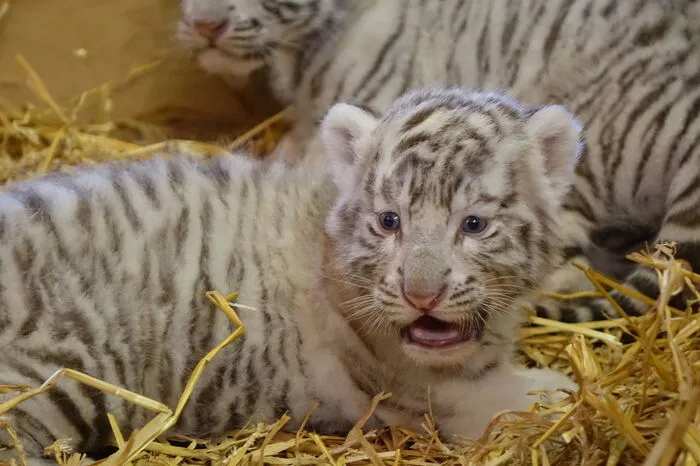 Ihr Mutter hört auf den Namen Thalie und stammt aus dem fanzösischen Zoo Beauval im Loire-Tal.