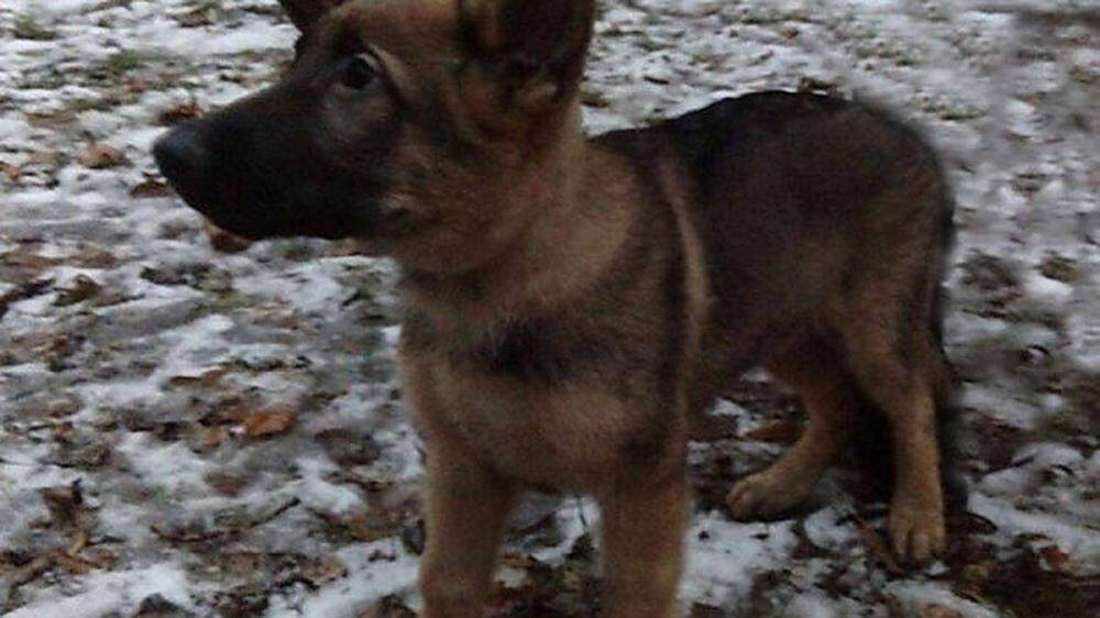Der erst zwei Monate alte Schäferhund namens Dobrinja