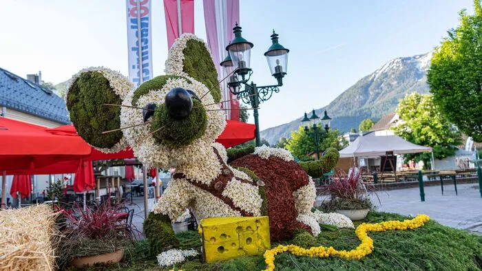 Ein Tag, Tausende Besucher, Millionen Blüten: Im Ausseerland findet heute Sonntag zum 60. Mal das Narzissenfest statt.