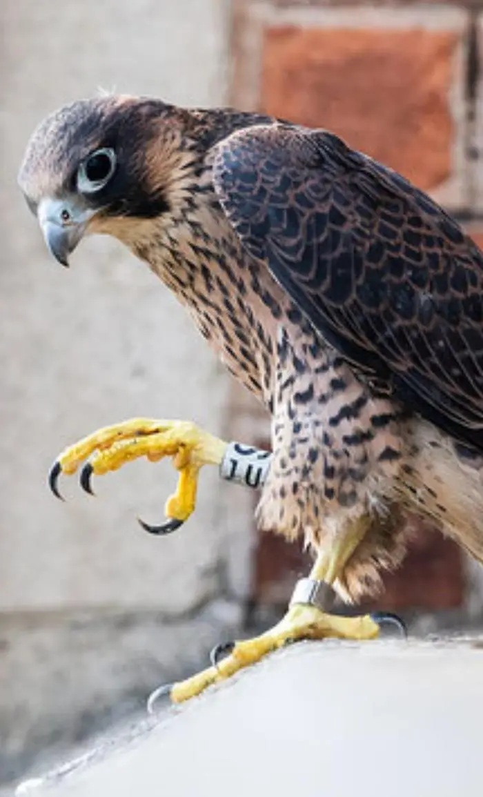 Wanderfalken haben mittlerweile auch die Städte als Lebensraum erobert