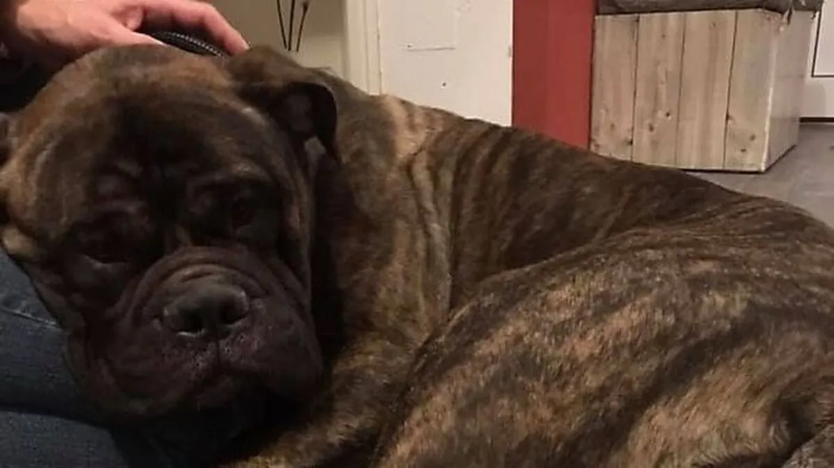 Indi ist mit ihren Besitzern wieder vereint