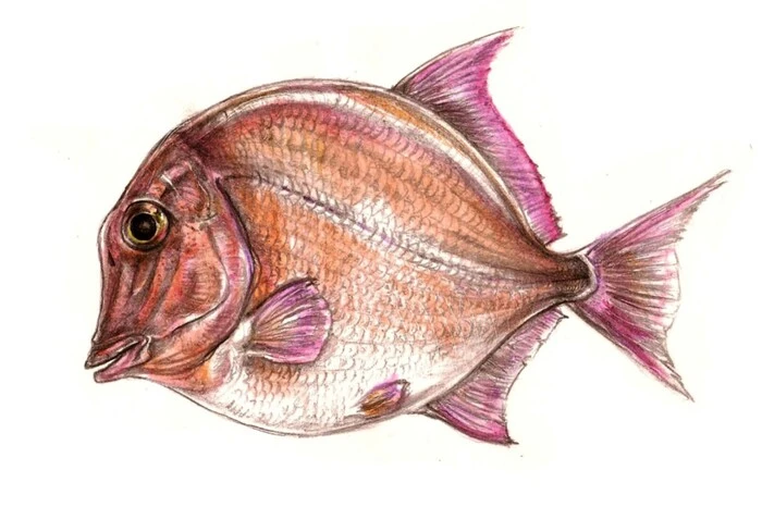 Die Wissenschafter entdeckten auch Reste des "Pflasterzahn"-Fisches, er ist dem heutigen Piranha ähnlich