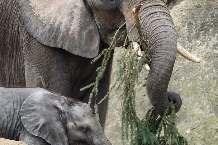 Sogar als Kratzbaum wird er genützt", meinte der neue Tiergartendirektor Stephan Hering-Hagenbeck, der erstmals dem Schauspiel beiwohnte.    