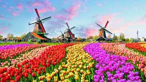 Millionen von Tulpen säumen die Reiseroute durch Holland