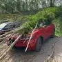 Auf einem Parkplatz in Voitsberg stürzte eine abgestorbene Esche auf ein parkendes Auto