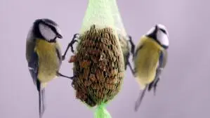 Meisen an Knödel: Ob 50 Stück einen Winter lang reichen?