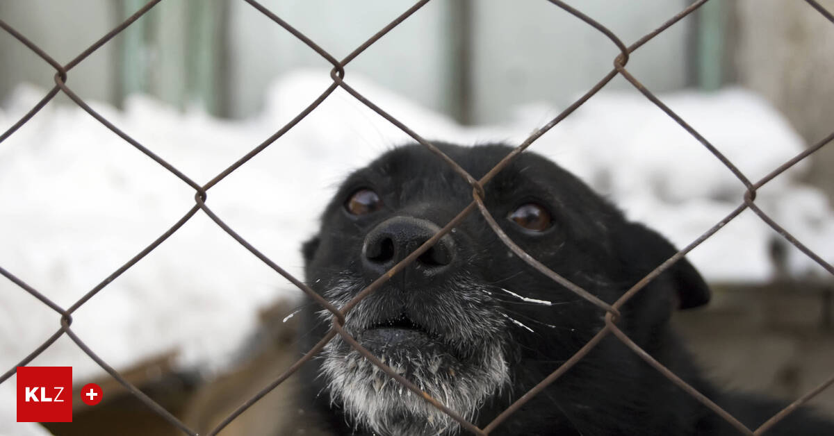 H-ndin-muss-im-Freien-ausharren-Beh-rde-sind-H-nde-gebunden