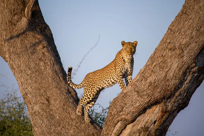 Doch Malika hat gleich mehrere Feinde: Einer davon ist ein Leoparden-Männchen.