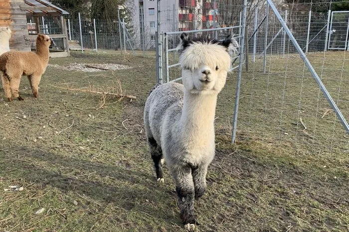 Elf Tiere zählt die Herde in Bruck an der Mur.