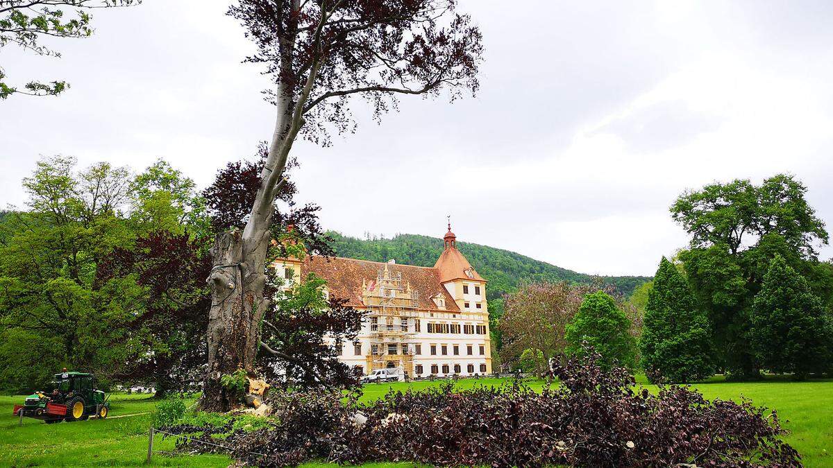 Die große Blutbuche nach den Sturmschäden am 13. Mai 2019