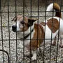 Derzeit können keine Hunde und Katzen in den Tierheimen an neue Besitzer abgegeben werden. Die Heimbetreiber und die vielen Mitarbeiter sind voll gefordert