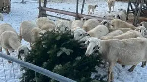 Feldkirchner Schafe freuen sich über den weihnachtlichen Snack