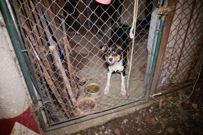 Auch in Lauterach entdeckten Tierschützer:innen einen Fall von illegaler Hundehaltung, der besonders schlimm ist. Der Hund muss die Nächte in einem eisigen Verschlag verbringen, die Schüsseln sind total verschmutzt, das Tier wirkt verzweifelt.