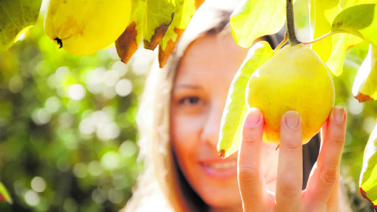 Quitten werden von September bis November reif