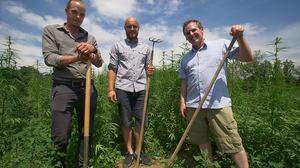 Kevin Kawalirek, Izidor Sticker und Thomas Helminger (v.l.) haben das erste Hanfpflückfeld Österreichs realisiert 