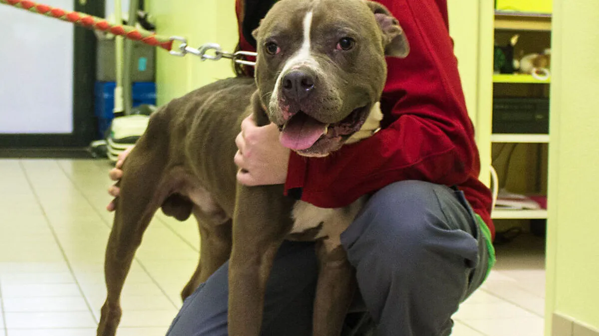 Der Rüde ist sehr zutraulich und verhält sich ruhig