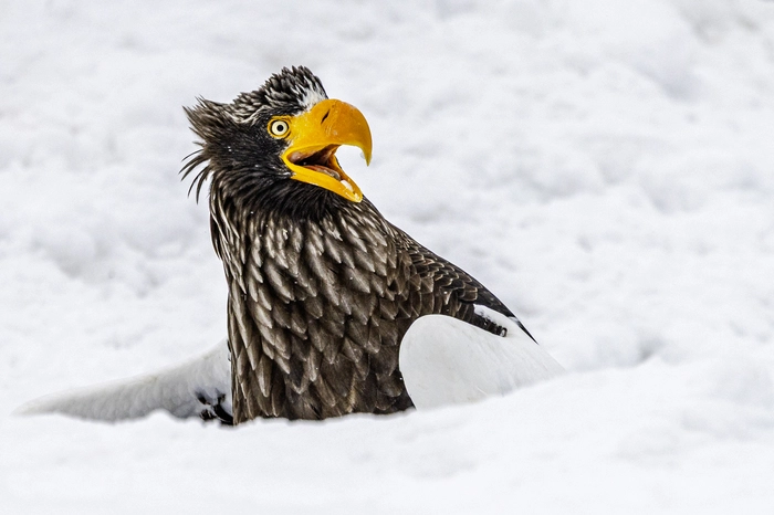 Ein Seeadler bewacht seinen Fisch, den er zuvor in ein Loch gelegt hat.