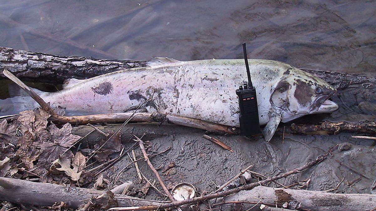 An der Mur im Bereich Leoben-Göss wurden verendete Fische entdeckt