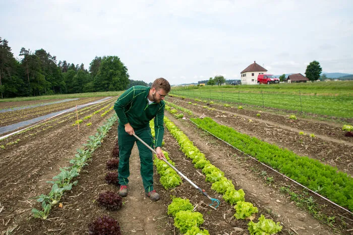 Salate, Radieschen oder Kohlrabi können selbst geschnitten werden.