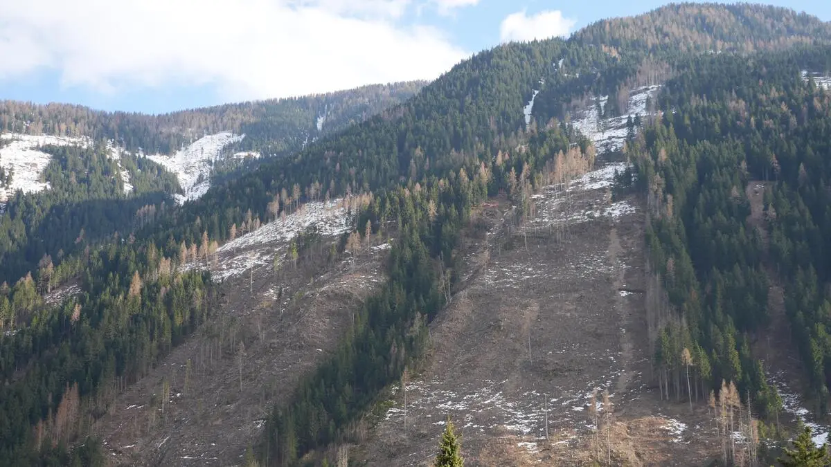 Berg mit großen kahlgeschlägerten Flächen im Fichtenwald