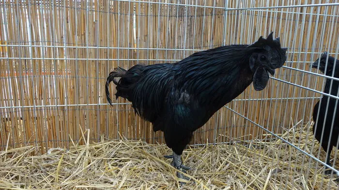 Der Cemani-Hahn besticht durch seine schwarze Farbe. Sogar seine Zunge ist schwarz.