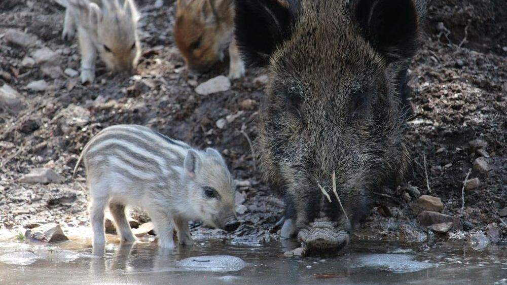 Erfreuliche Neuigkeiten zu Coronazeiten: Nachwuchs bei den Wildschweinen