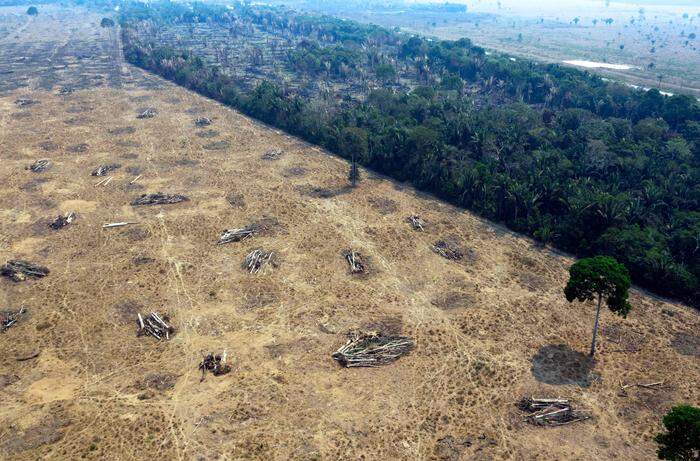 Zerstörter Regenwald im brasilianischen Regenwaldgebiet