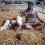 Am Pferdegnadenhof Edelweiß kümmern sich die Tierfreunde rührend um Kalb "Bibi"