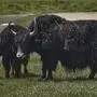 Yak gestohlen: Die Rinderart stammt ursprünglich aus  Südostasien (Sujet)