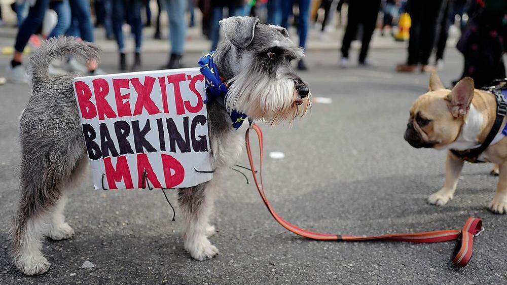 Vergangene Woche demonstrierten in London tausende Hundebesitzer für eine neuerliche Abstimmung.
