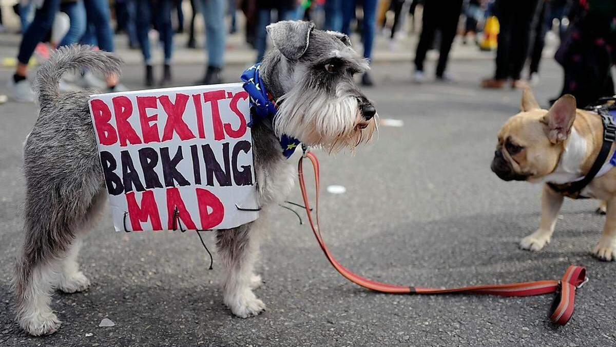 Vergangene Woche demonstrierten in London tausende Hundebesitzer für eine neuerliche Abstimmung.