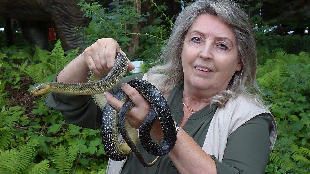 &quot;Wenn Schlangen beißen, dann um sich zu verteidigen&quot;, sagt Expertin Helga Happ