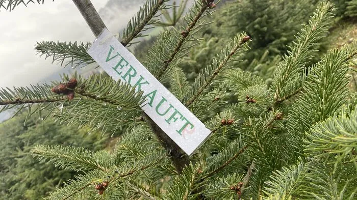 In der Christbaum-Kultur kann man schon jetzt seinen Wunschbaum markieren und vor Weihnachten selbst fällen.