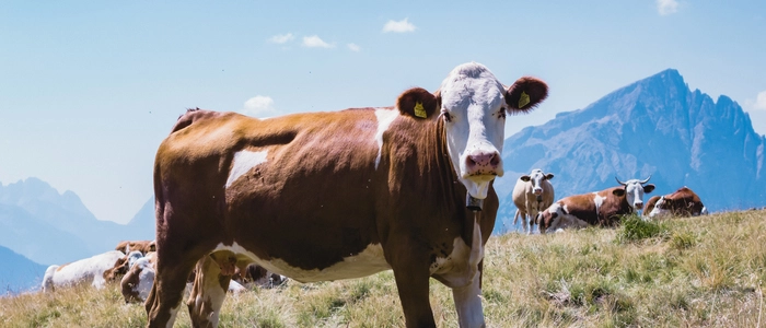 Kühe sind auf der Alm glücklich - und auch diversen Gefahren ausgesetzt