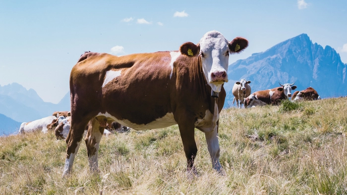 Kühe sind auf der Alm glücklich - und auch diversen Gefahren ausgesetzt