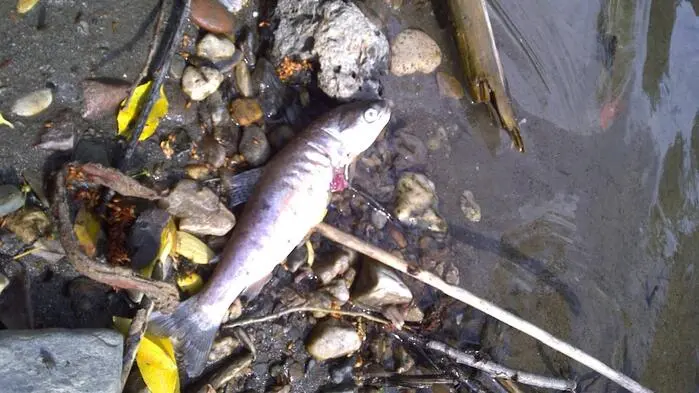 Tausende Fische verendeten im April 2025 im Teich eines Fischzüchters im Wörtherseegebiet