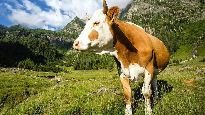 Beim Almabtrieb wurde ein Mann von einer Kuh verletzt