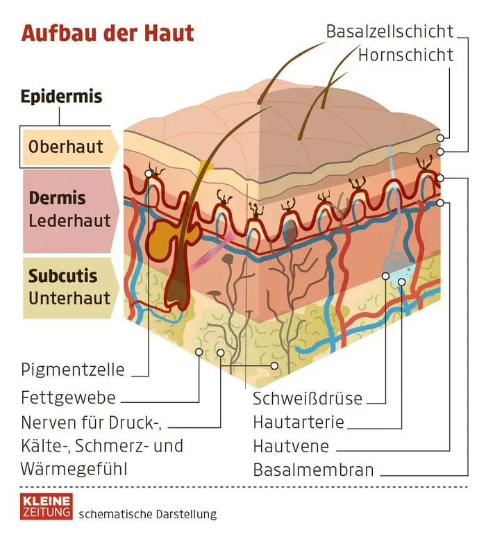 Der Aufbau der Haut 