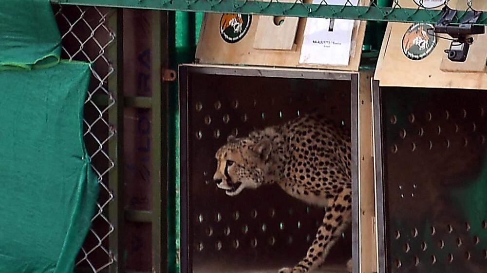 Die beiden Geparden waren gemeinsam mit sechs Artgenossen im September aus Namibia nach Indien gebracht worden