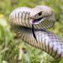 Die Östliche Braunschlange ist eine der giftigsten Schlangen weltweit
