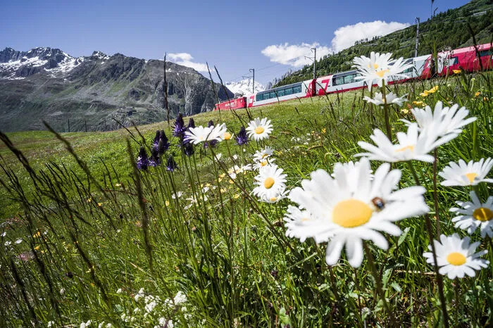Bergfrühling im Glacier Express:Von satten Blumenwiesen bringt der Glacier Express seine Gäste in winterliche Höhe. Die Panoramabahn der Rhätischen Bahn verbindet den mondänen Kurort St. Moritz mit Zermatt. Die Fahrt führt hoch hinauf in die unberührte Winterlandschaft des 2.033 Meter hohen Oberalppasses und tief hinab in die Rheinschlucht, den „Grand Canyon der Schweiz“. Erstklassige Sicht haben Passagiere dank der großen Panoramafenster, die den Blick freigeben auf einmalige Natur im Wechsel von zwei Jahreszeiten. Seit 1930 rollt der Expresszug von Ost nach West, vom Berninamassiv zum Matterhorn und verbindet die beiden Kurorte St. Moritz und Zermatt. Während der Reise werden 91 Tunnels durchquert, 291 imposante Brücken traversiert und 1.500 Meter Höhenunterschied überwunden.