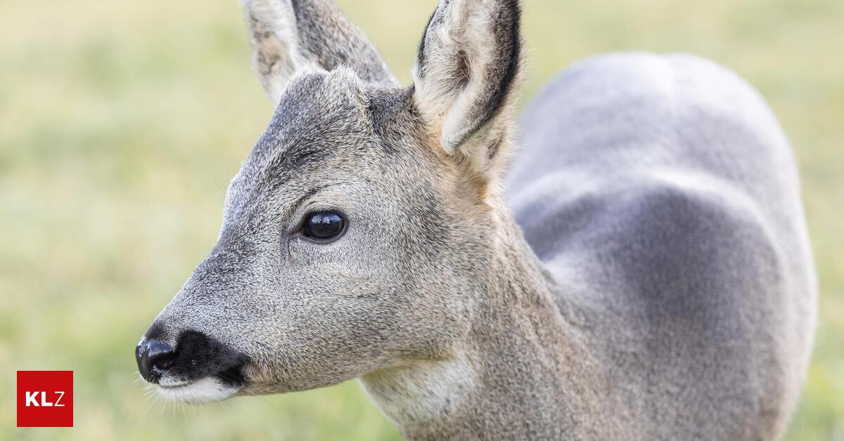Ewigkeitschemikalien-Rehe-sind-mit-gef-hrlichen-chemischen-Stoffen-belastet