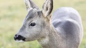 Die Lebern von Rehen im Bayerischen Wald erwiesen sich als belastet