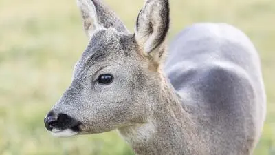 Die Lebern von Rehen im Bayerischen Wald erwiesen sich als belastet